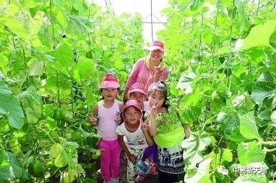 地里吃瓜音乐,一场别开生面的夏日狂欢