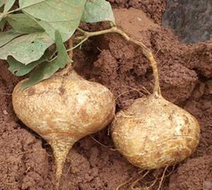 坐月子可以吃土瓜吗,土瓜的适宜与禁忌