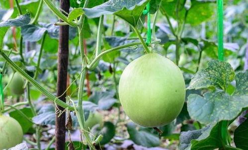 吃瓜嗓子哑了,嗓子哑声无奈