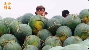 沂水吃瓜现场事件,一场引发热议的网络事件深度解析