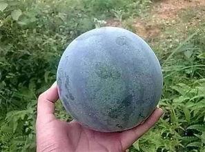 吃大籽瓜,探寻瓜中珍品的美味之旅