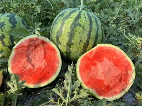 吃瓜还瓜,瓜中瓜的奇妙世界