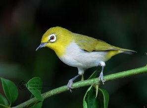 绣眼鸟吃瓜,揭秘它们的饮食习惯与生活习性