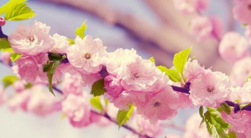 樱花吃瓜q群,揭秘网络社交圈的欢乐与争议