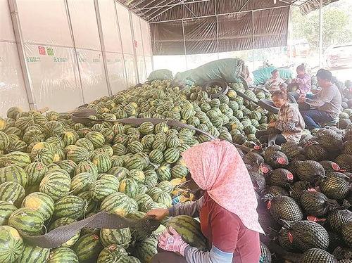 芒市农坎吃瓜,瓜果飘香，共享丰收喜悦