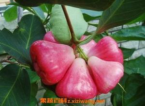 莲雾吃瓜视频网址,揭秘热门视频背后的趣味与热议