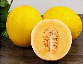 吃黄金蜜瓜大神,吃出健康，品味人生