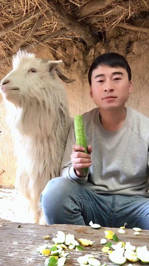 羊吃瓜直播,趣味横生的网络直播盛宴