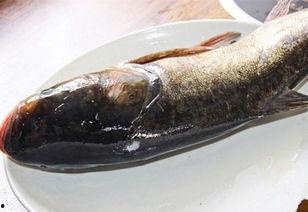 吃瓜胖头鱼,揭秘网络红人的爆红之路