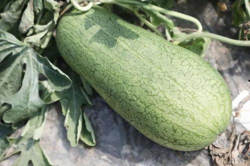 吃翡翠蜜瓜,夏日清新甜蜜的味蕾之旅