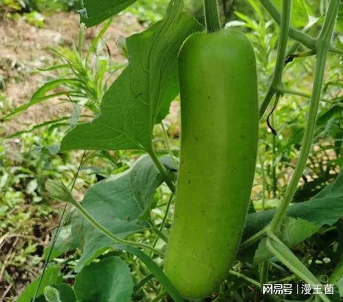 瓠子瓜南方怎么吃,多样吃法解锁夏日清新美味