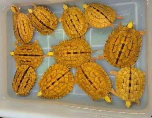 吃瓜盲袋,趣味与惊喜并存的新潮流