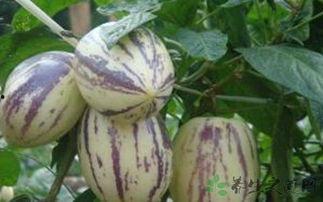 吃茄瓜的好处,揭秘吃茄瓜的五大益处