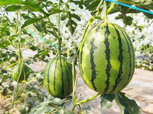 阿甜在吃瓜,娱乐圈幕后故事一网打尽