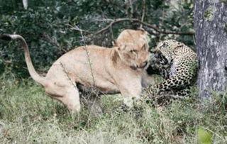 狮子吸引花豹吃瓜,上演丛林生态奇观