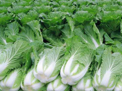 白菜面瓜可以吃吗,健康美味，放心食用指南