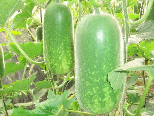 大瓜小瓜一起吃,美味佳肴共品尝