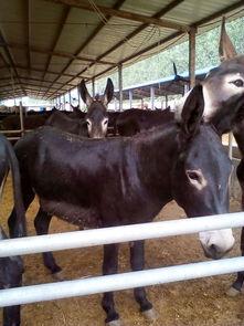 大母驴吃瓜,大母驴的瓜田奇遇记