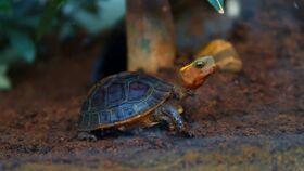 迷雾和乌龟吃瓜,一场吃瓜奇遇记