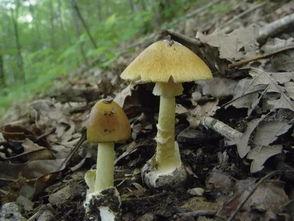 蘑菇吃瓜料事件分析,揭秘网络谣言背后的真相与反思