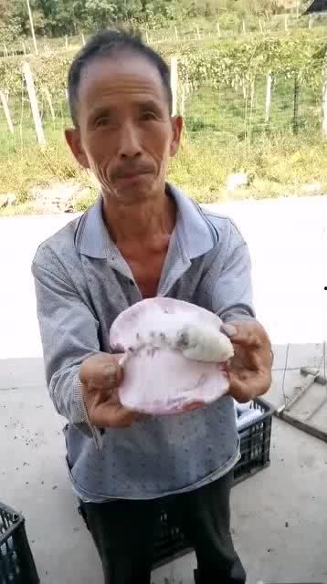 大叔在雨中吃瓜,瓜香四溢的惬意午后