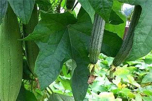 水瓜直接吃可以怎样吃,简单美味，尽享夏日清新