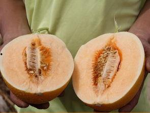 吃蜜瓜群众,品味甜蜜，共享欢乐时光