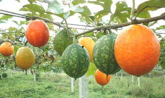 乳腺癌吃吊瓜,吊瓜助力康复之旅