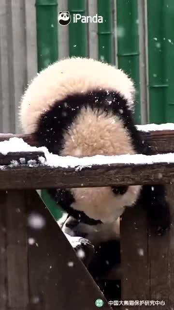 熊卷吃瓜,揭秘娱乐圈的甜蜜与苦涩