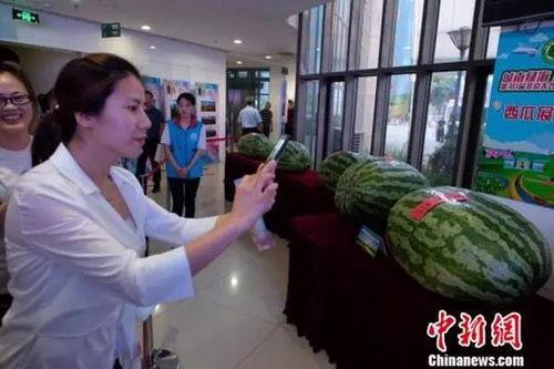 巡查官吃瓜,揭秘幕后趣闻