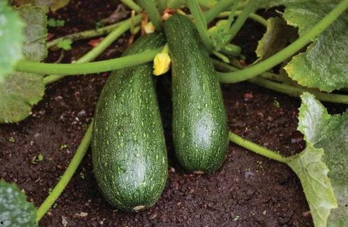 秋天吃三瓜都是什么瓜